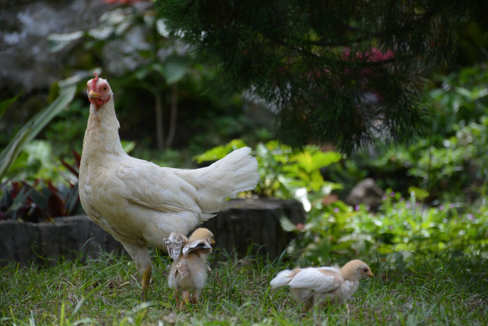 Nikon D5200 sample photo. Animal, animals, chicken photography