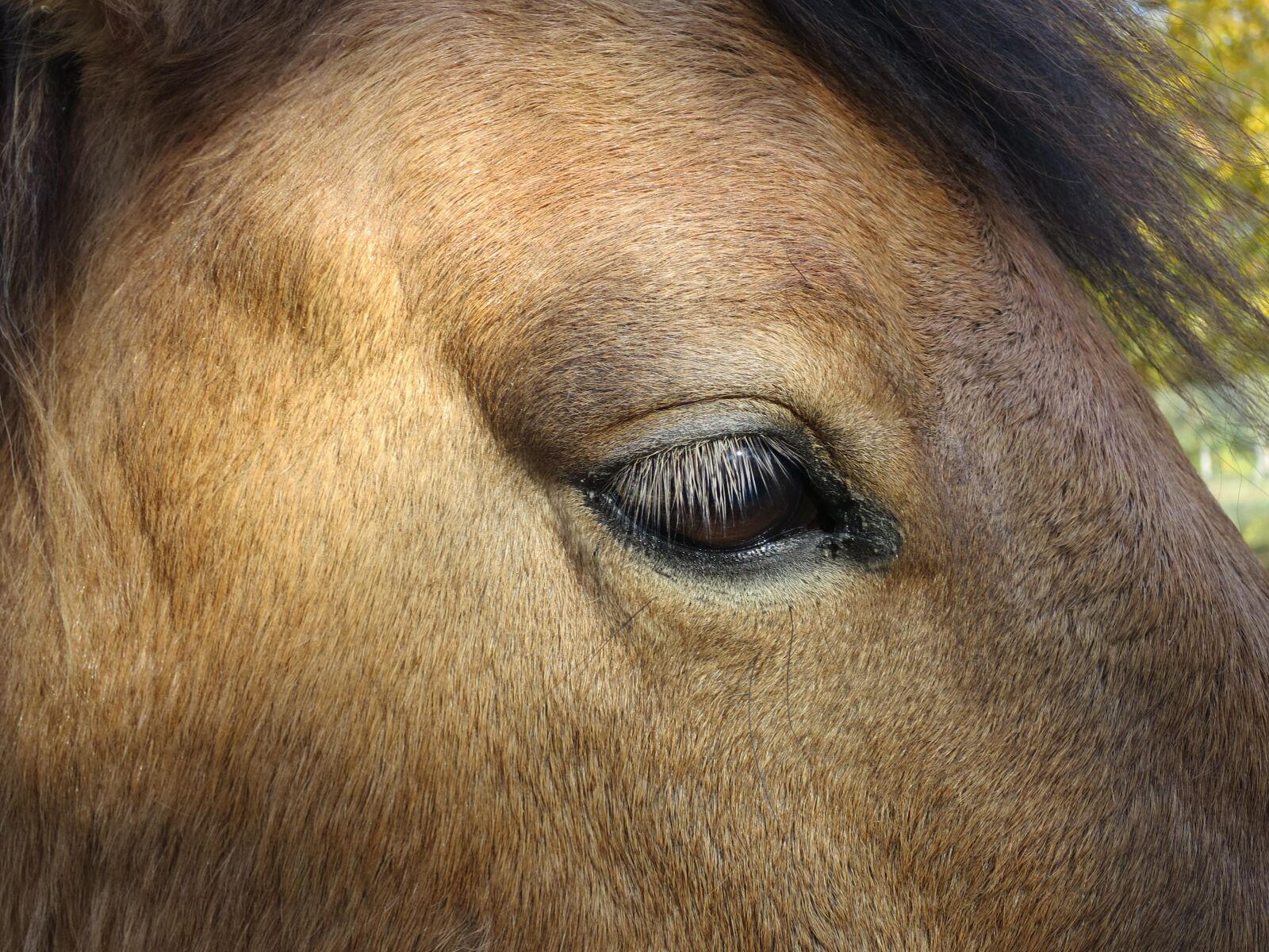 Canon PowerShot S120 sample photo. Horse, eye, animal photography