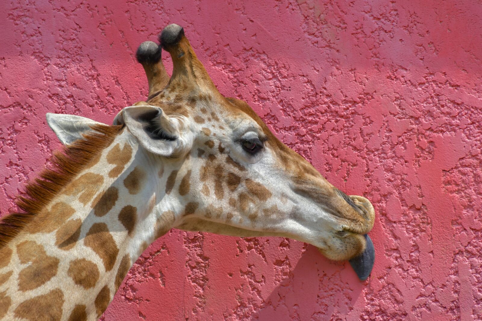 Nikon D500 sample photo. Giraffe, head, language photography