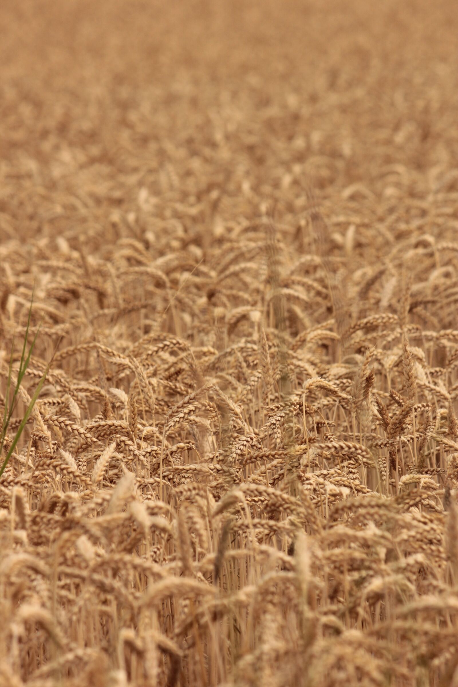 Canon EOS 550D (EOS Rebel T2i / EOS Kiss X4) sample photo. Wheat, agriculture, nature photography