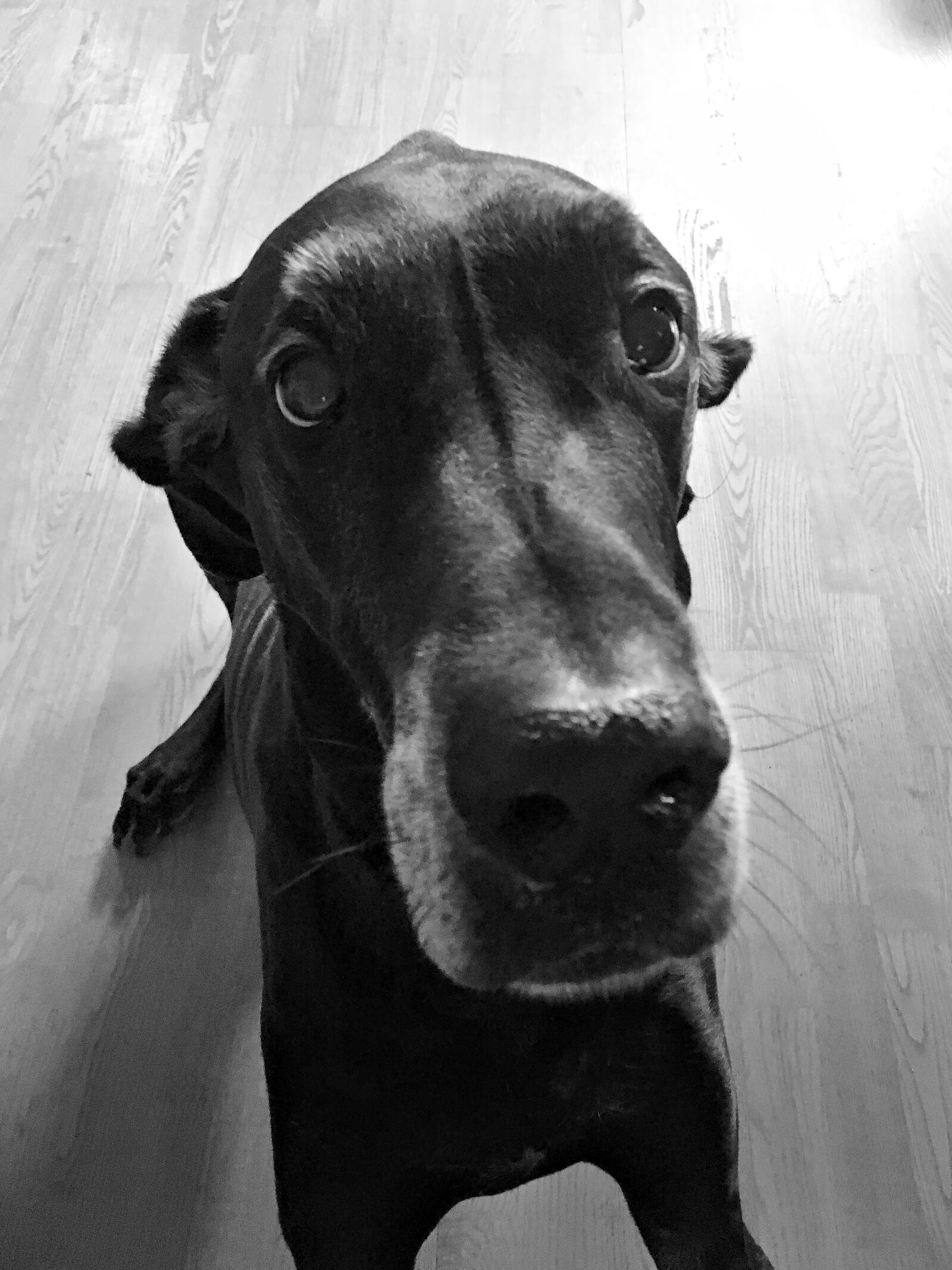 iPhone SE back camera 4.15mm f/2.2 sample photo. Great dane, dog, pet photography