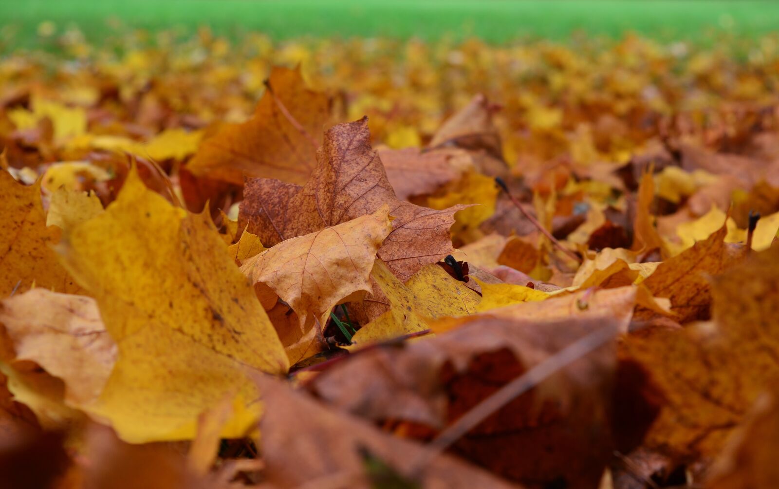 Nikon D5200 sample photo. Autumn, leaves, autumn mood photography