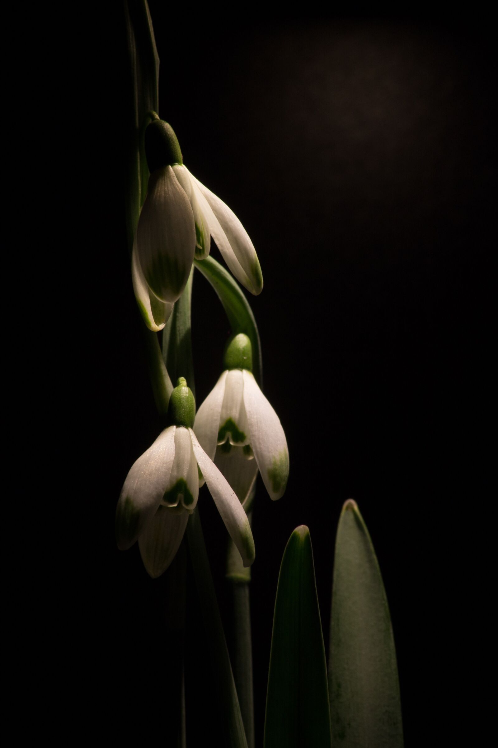 Canon EOS 1100D (EOS Rebel T3 / EOS Kiss X50) sample photo. Snowdrop, macro, white flowers photography