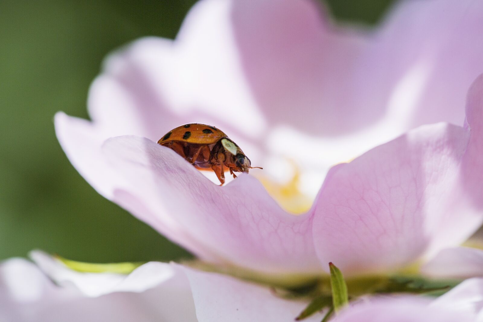 Canon EF 100mm F2.8L Macro IS USM sample photo. Blossom, bloom, flower photography