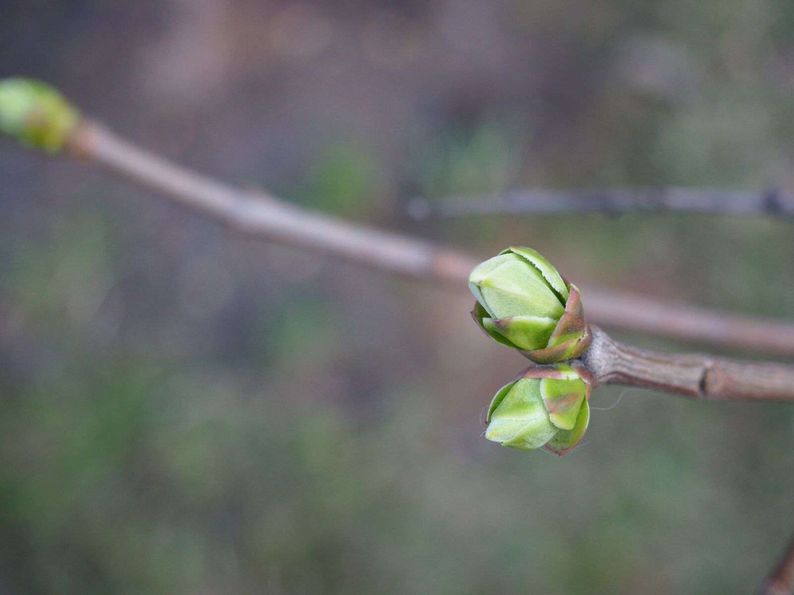 Olympus OM-D E-M10 sample photo. Bud, green, branch photography