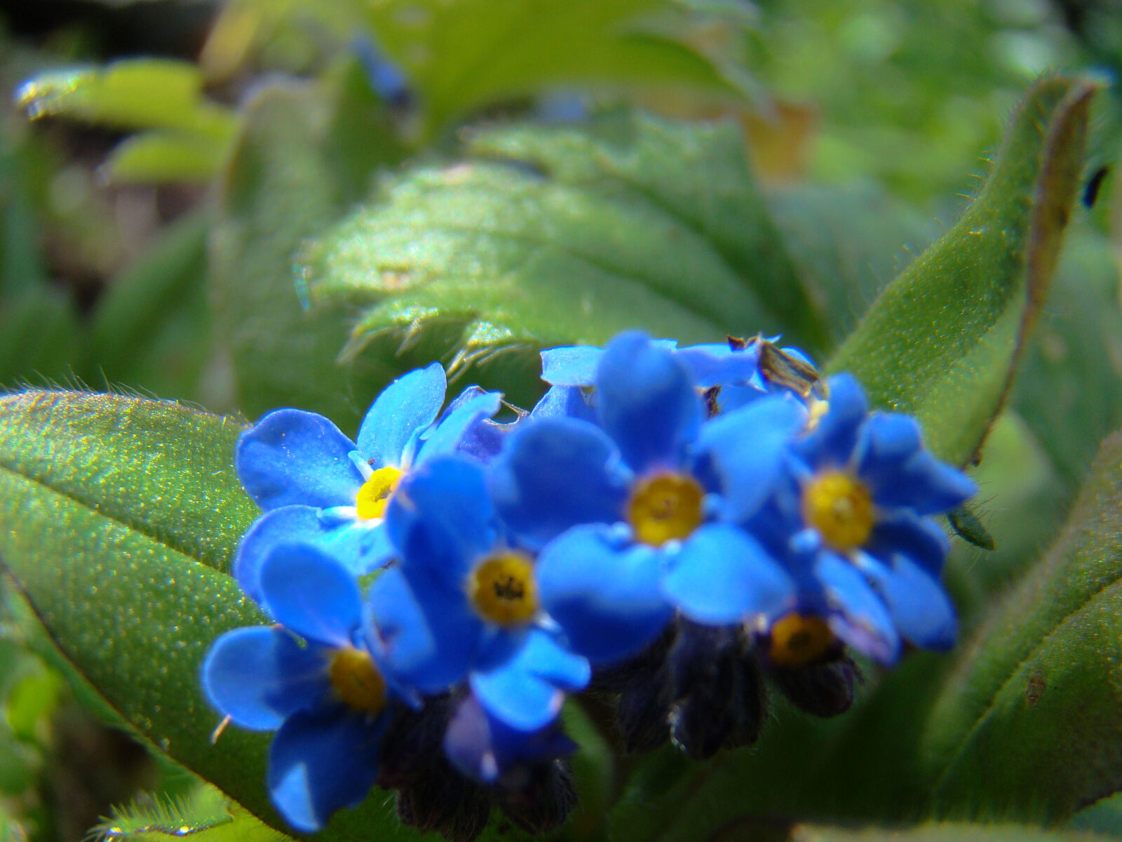 Sony Cyber-shot DSC-H50 sample photo. Blue, flower, forget, me photography