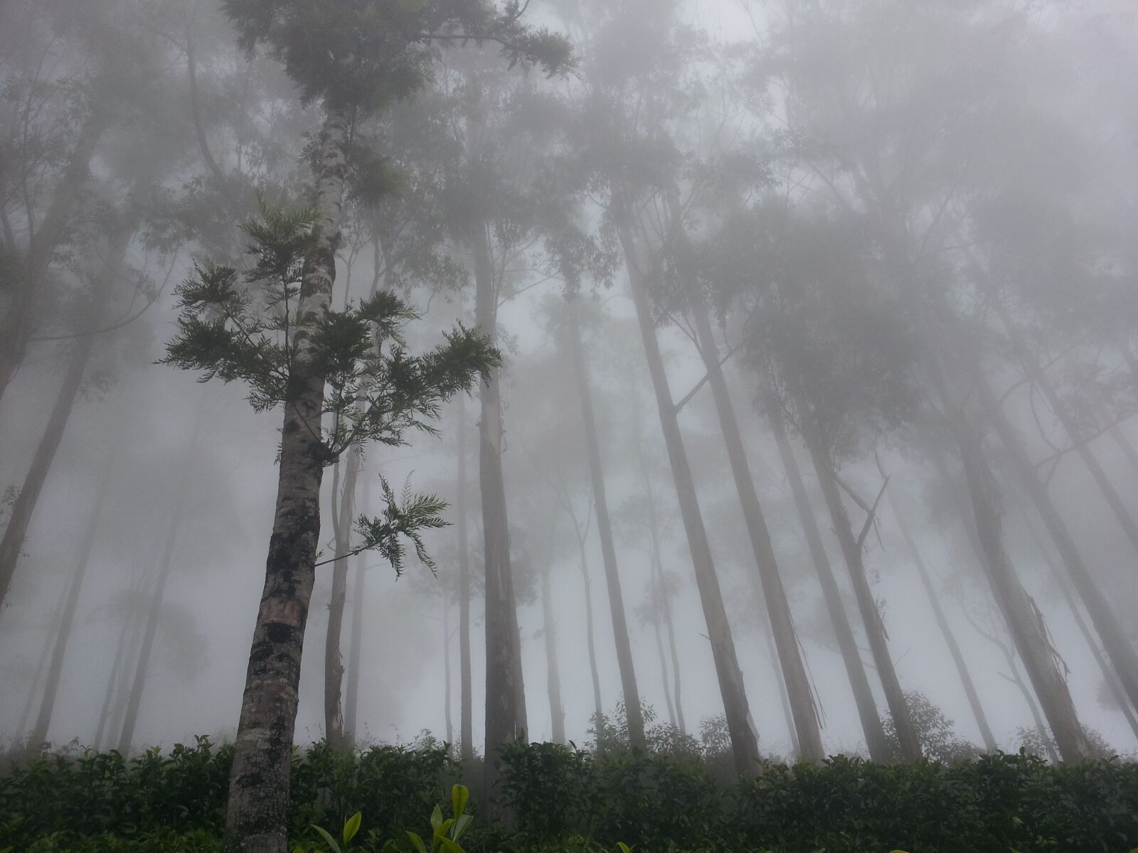 Samsung Galaxy S2 sample photo. Lipton's seat, fog, forest photography