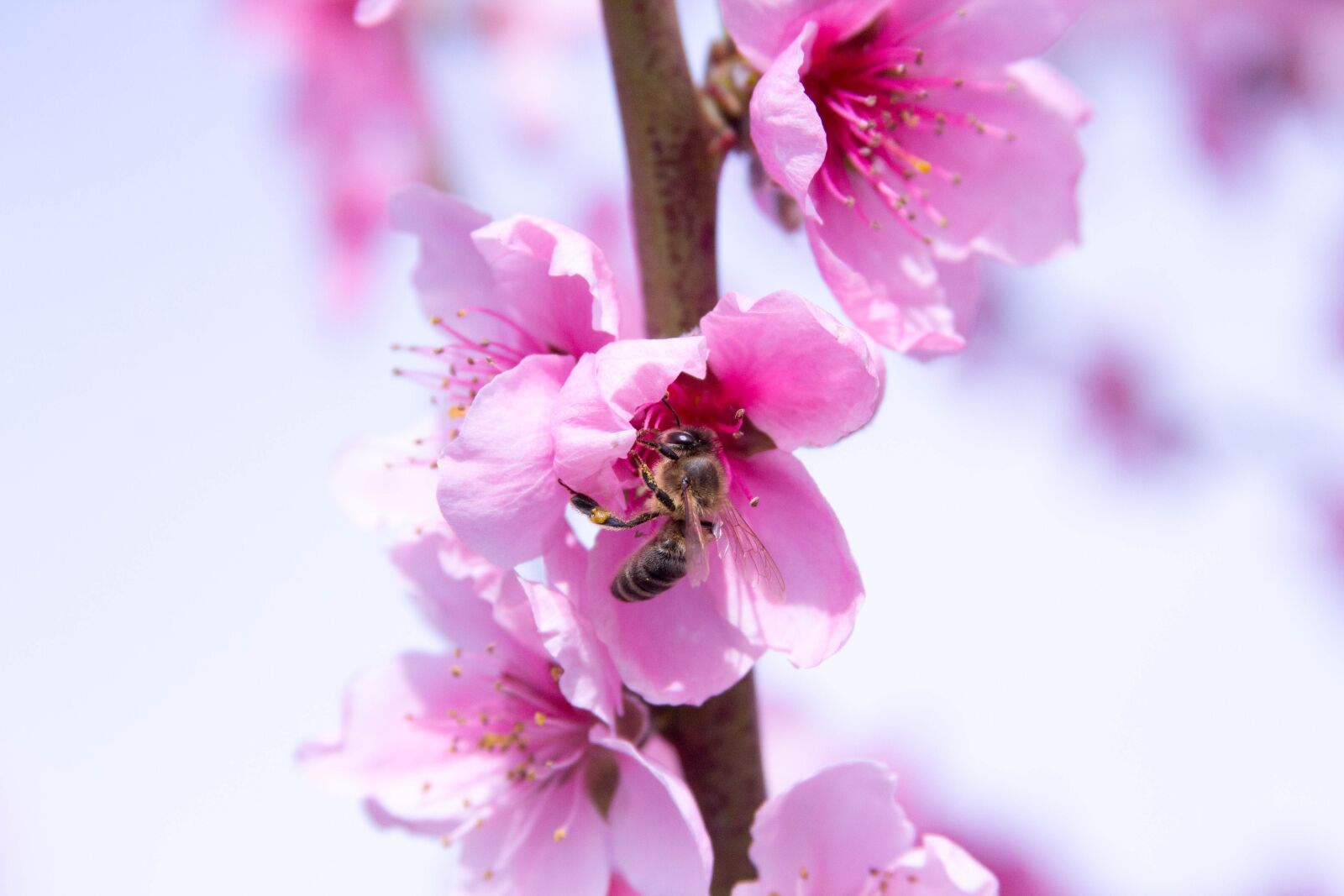 Canon EOS 60D + Canon EF 28-135mm F3.5-5.6 IS USM sample photo. Bee, nectar, peach blossom photography