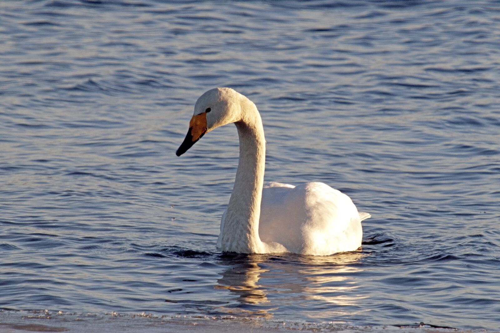 Olympus E-510 (EVOLT E-510) sample photo. Swan, spring, lake photography