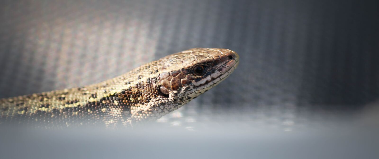 Canon EOS 70D sample photo. Lizard, summer, animal photography