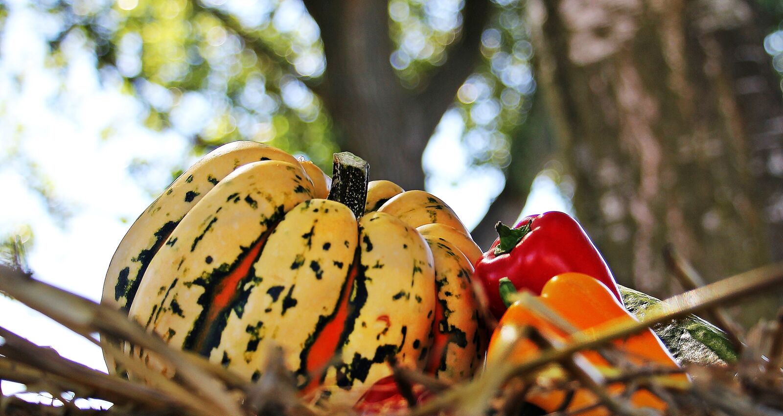 Canon EOS 550D (EOS Rebel T2i / EOS Kiss X4) sample photo. Thanksgiving, pumpkin, paprika photography