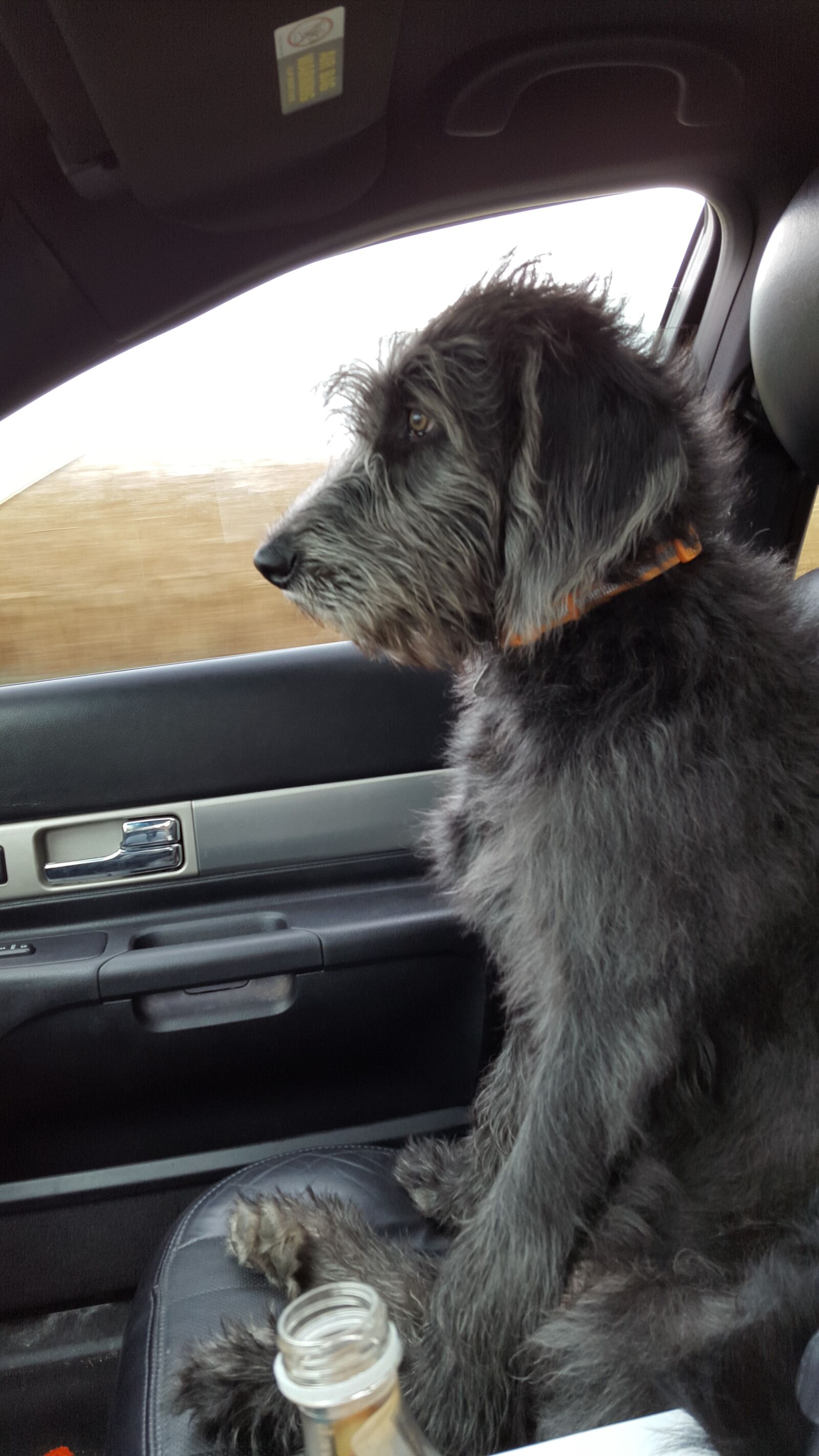 Samsung Galaxy S6 sample photo. Puppy, labradoodle, dog photography