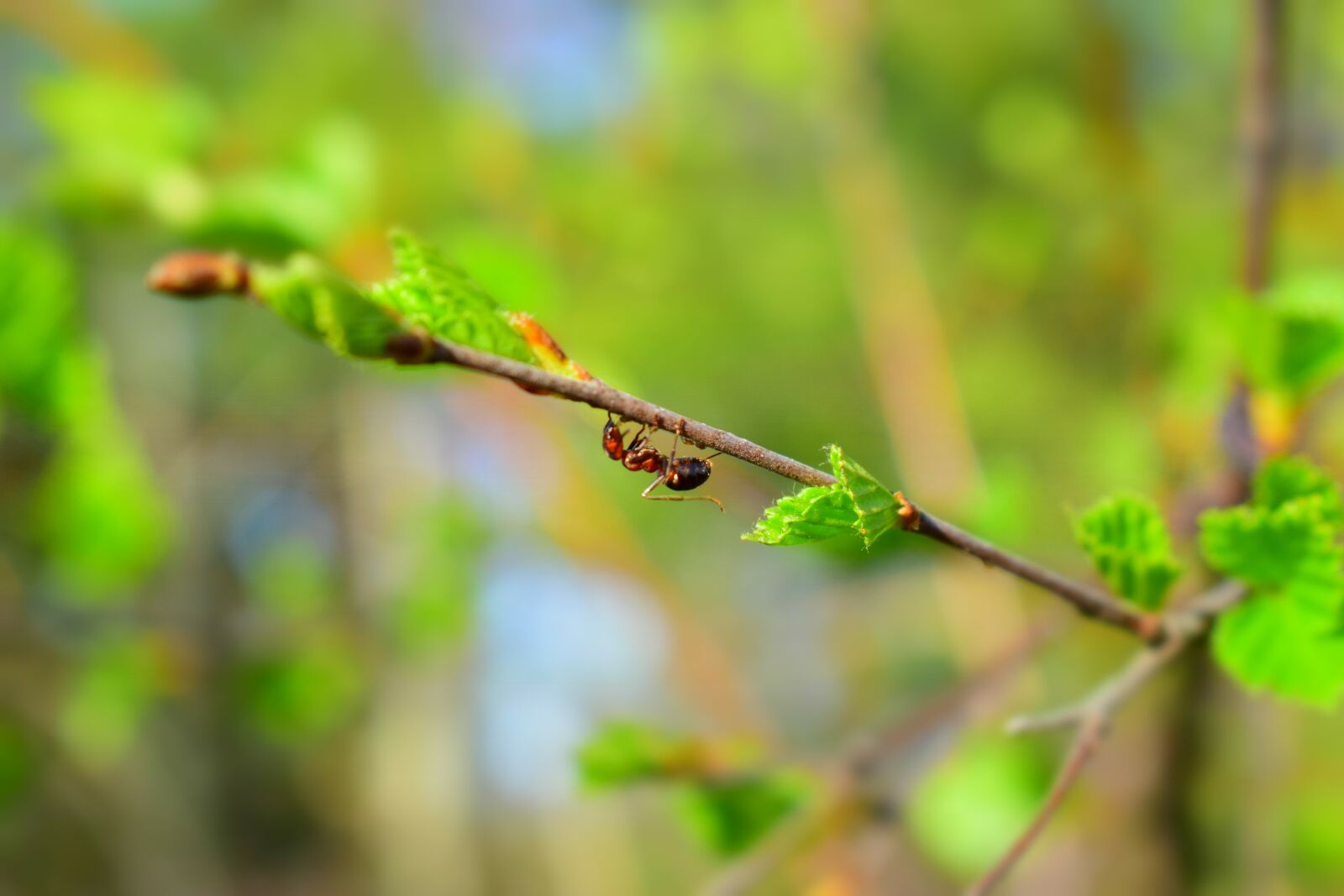Nikon D5300 sample photo. Spring, april, may photography