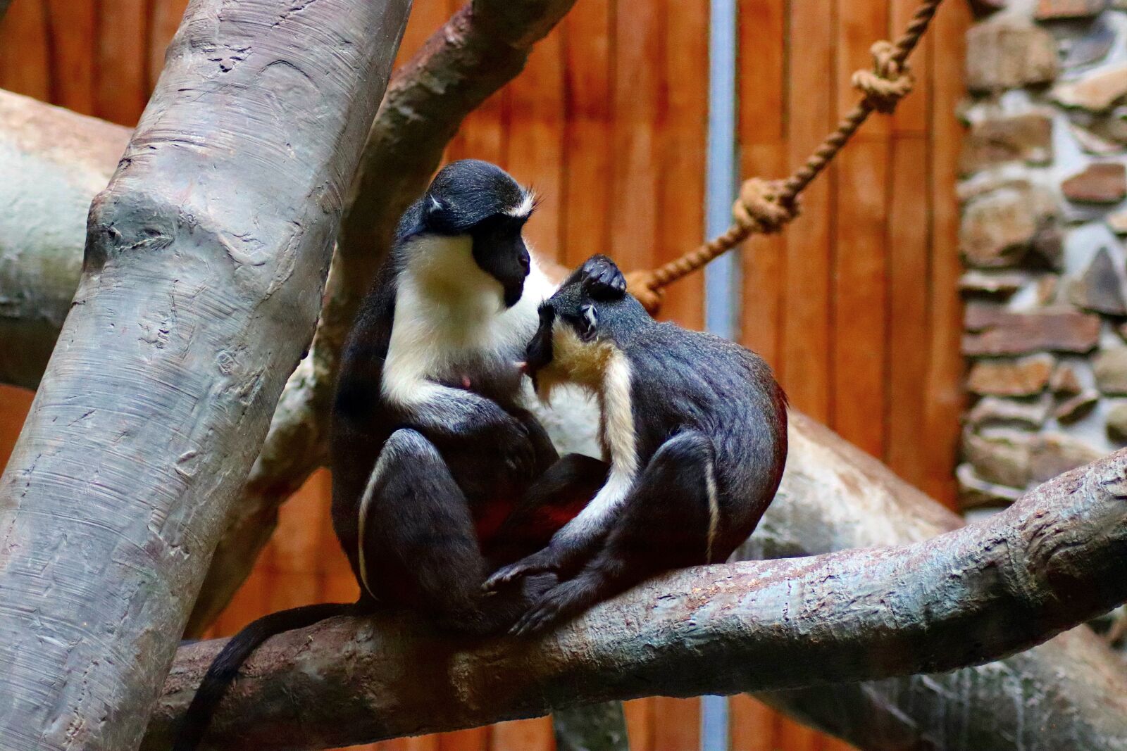 Canon EOS 77D (EOS 9000D / EOS 770D) sample photo. Animal, monkey, sitting monkey photography