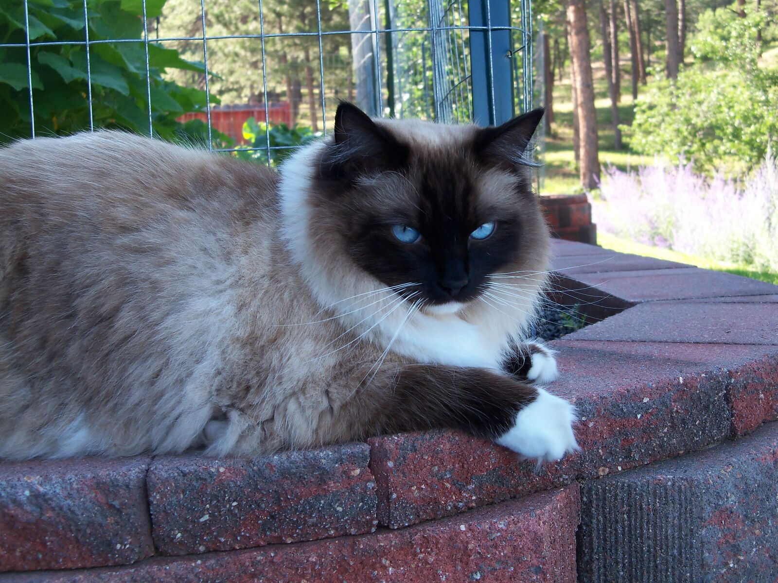 Kodak EasyShare Z915 sample photo. Cat photography