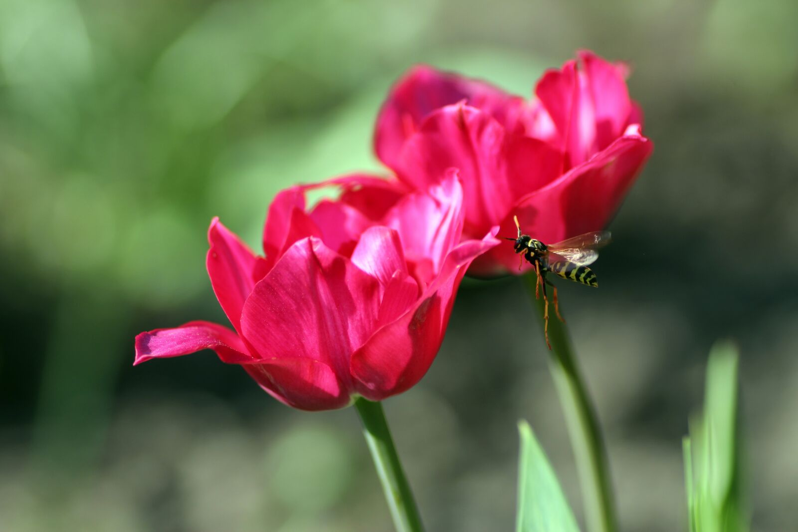 Tamron SP 90mm F2.8 Di VC USD 1:1 Macro sample photo. Wasp, flight, flying photography