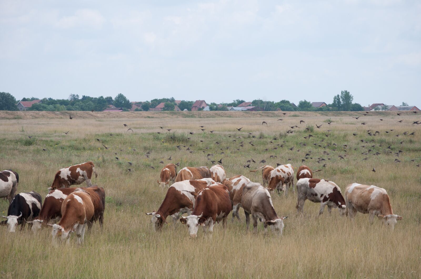 Nikon D90 sample photo. Cows, nodes, the village photography