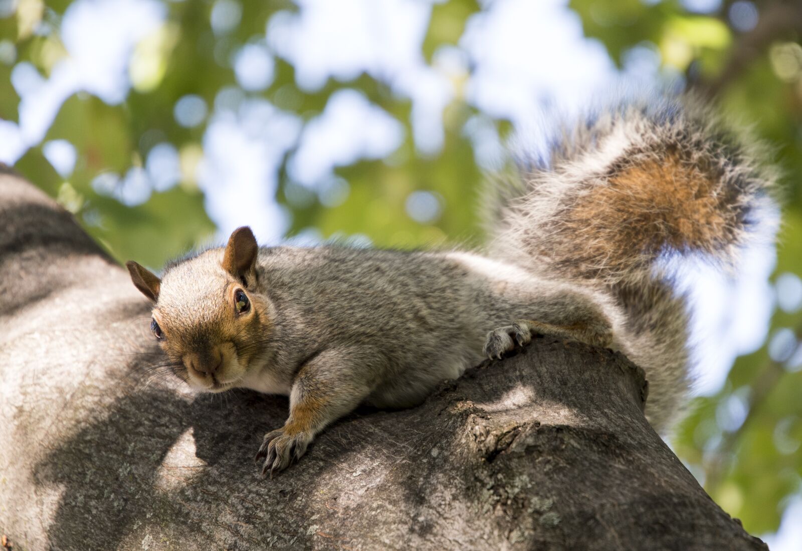 Nikon D500 sample photo. Cheeky, squirrel, boston photography