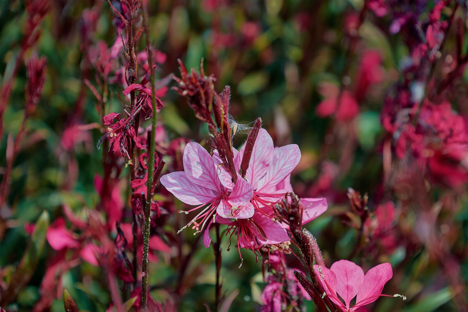 Nikon D7200 sample photo. Flower, color, plant photography
