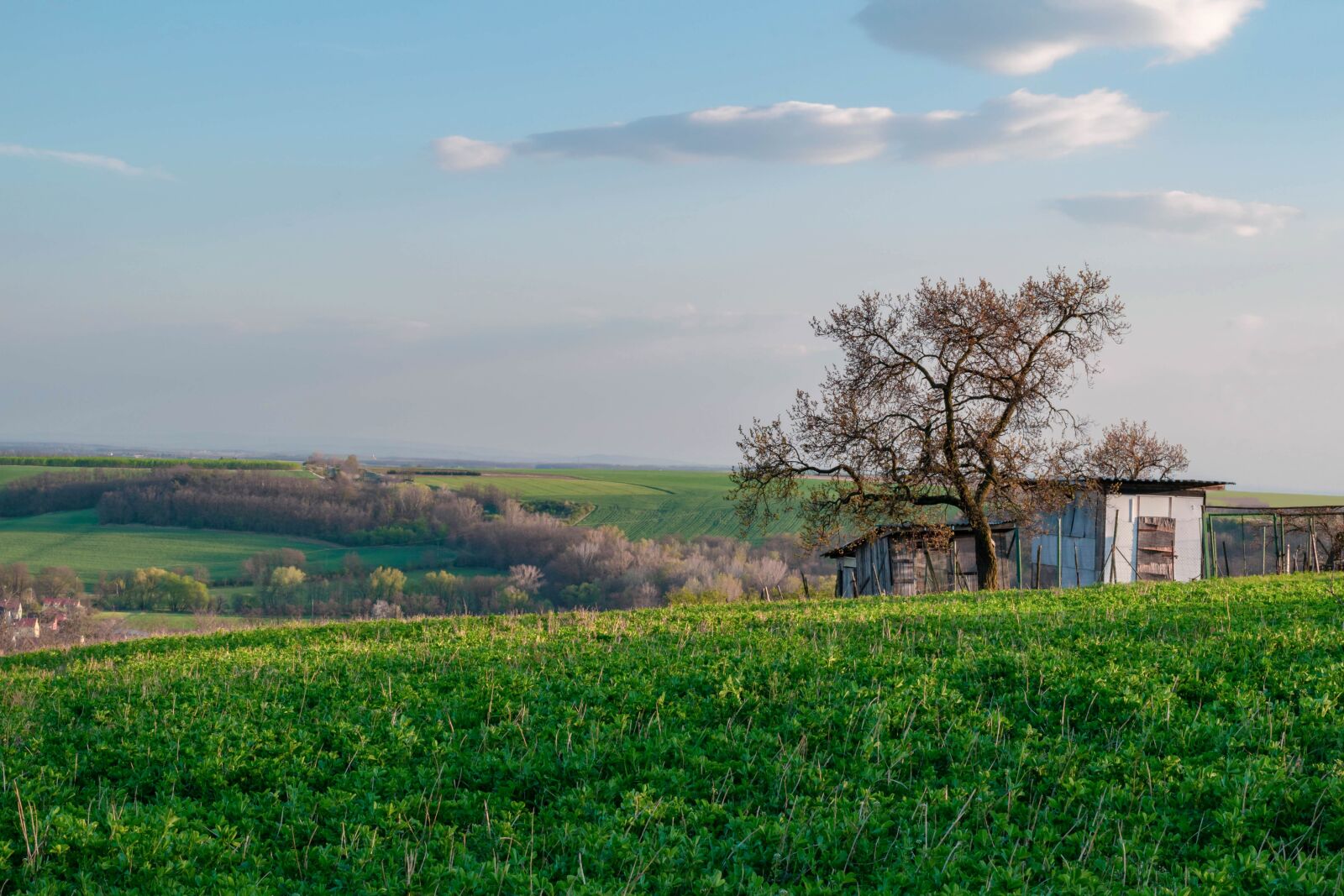 Nikon D5600 sample photo. Landscape, field, tree photography