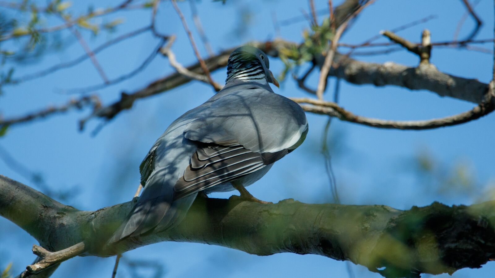 Canon EOS 80D sample photo. Dove, branch, bird photography