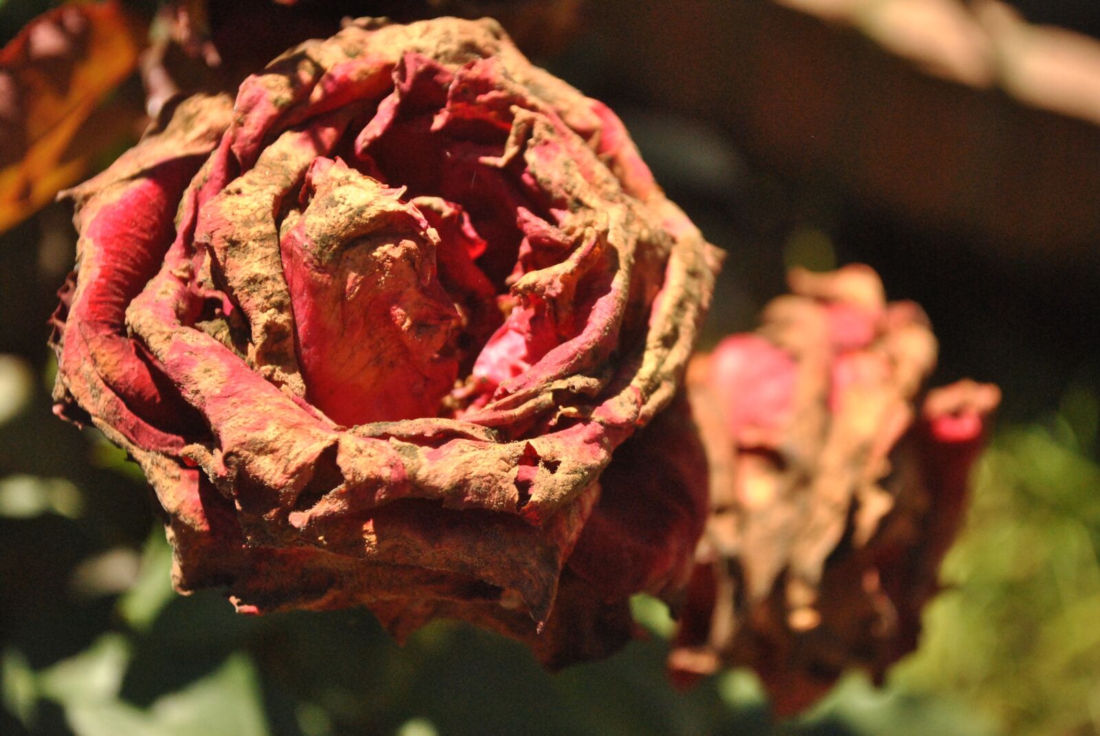 Nikon D3000 sample photo. Dry roses, flowers, rosa photography
