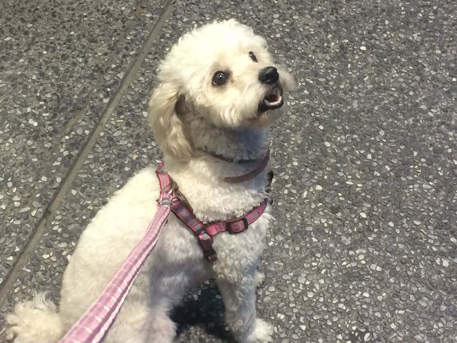 iPhone 5s back camera 4.15mm f/2.2 sample photo. Dog, perro, perra photography