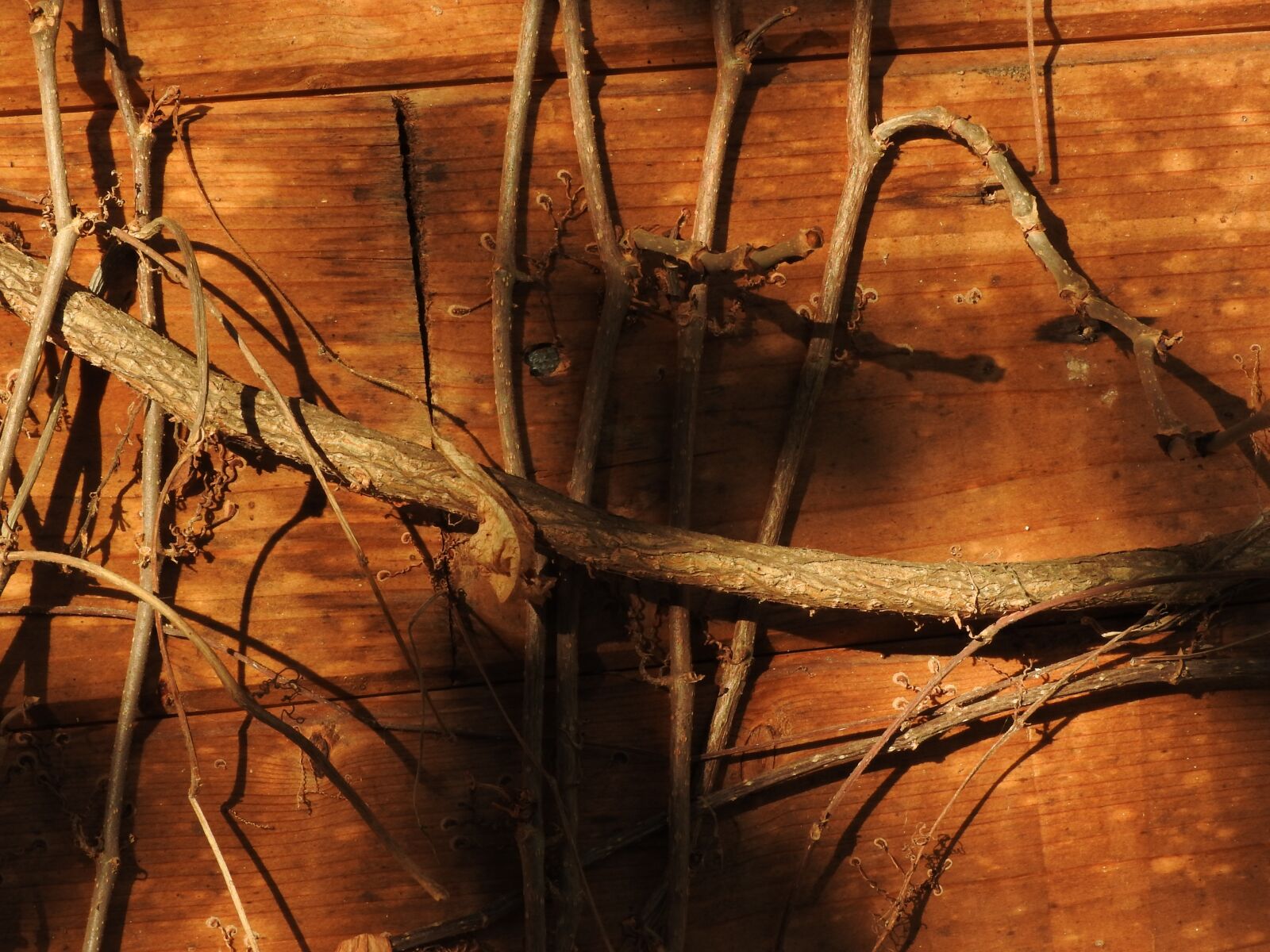 Nikon Coolpix P610 sample photo. Root, wall, abstract photography