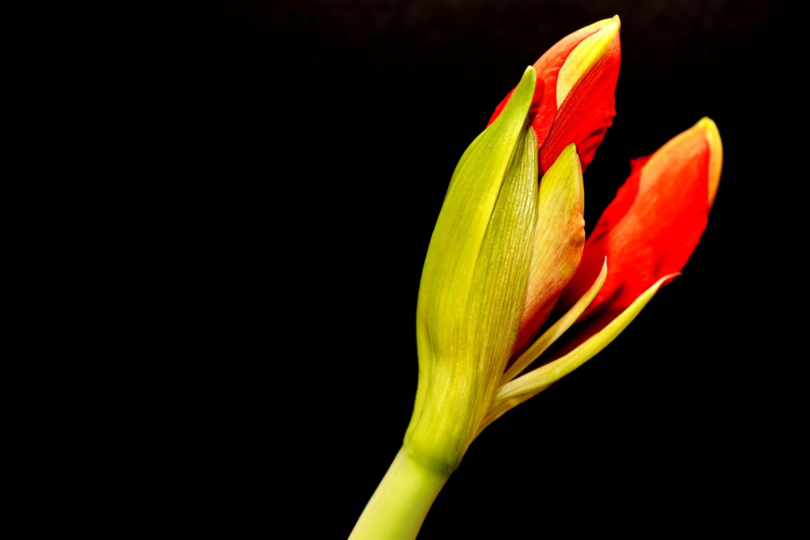Canon EOS R sample photo. Amaryllis, flower, bud photography
