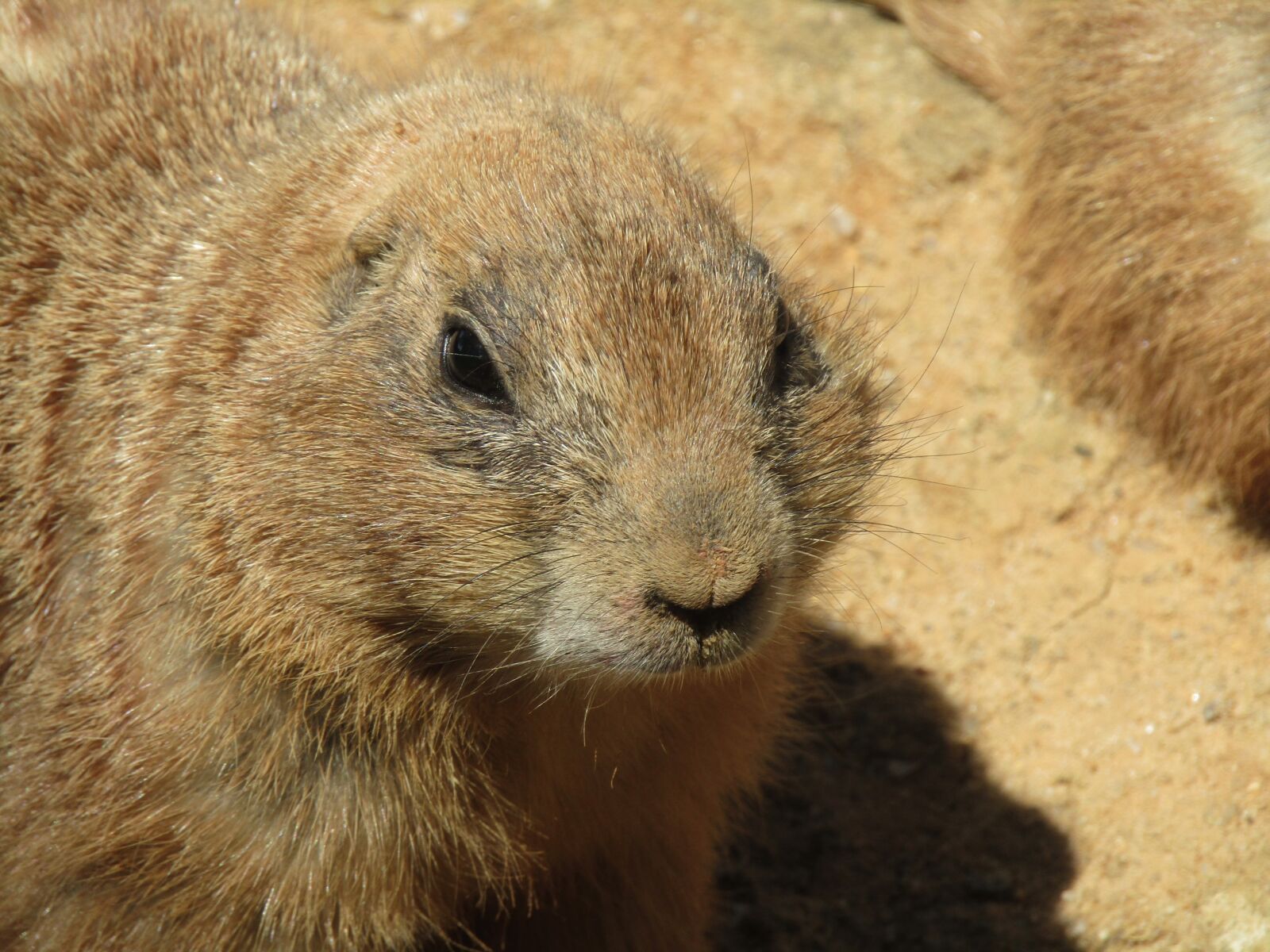Canon PowerShot SX410 IS sample photo. Prairie dogs, mammal, zoo photography