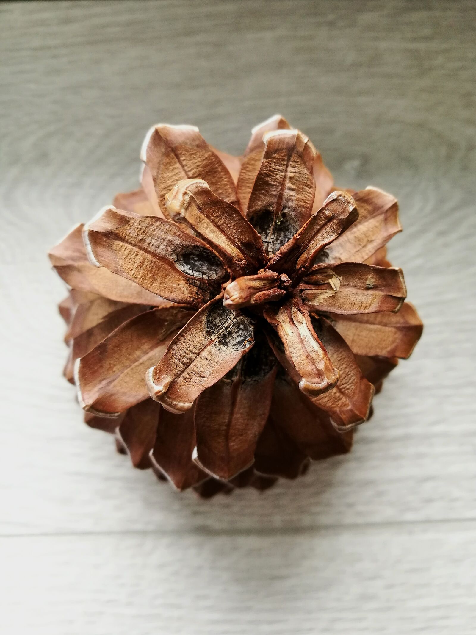 HUAWEI P9 sample photo. Pine cone, macro, round photography
