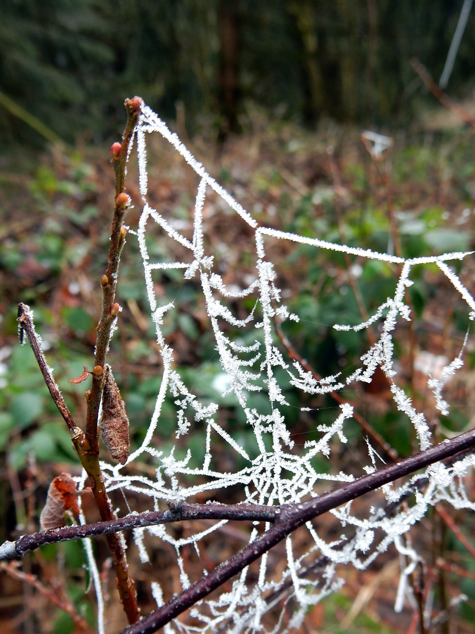 Nikon Coolpix S9700 sample photo. Ice, hoarfrost, spider webs photography