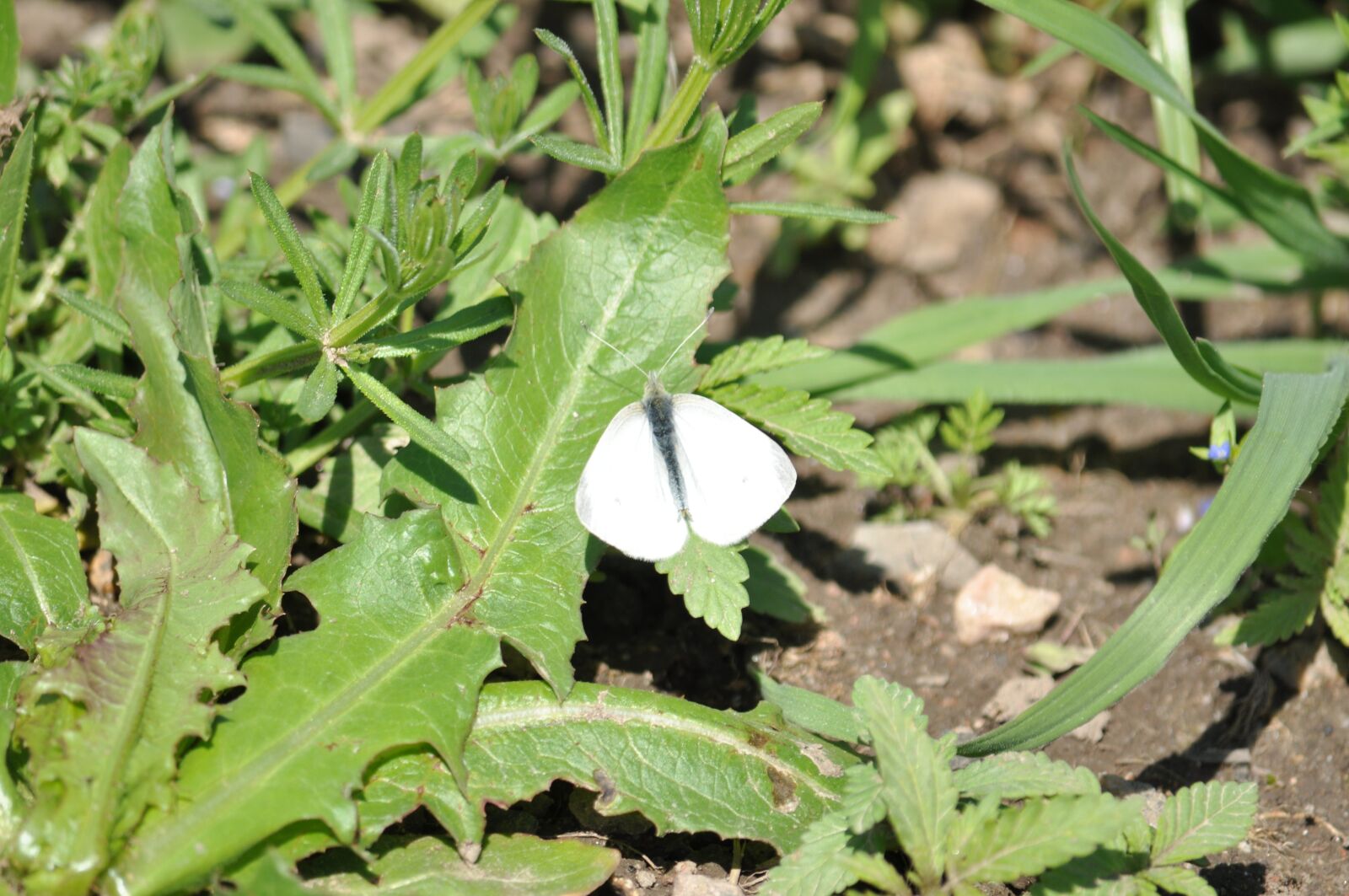 Nikon D5000 sample photo. Spring, butterfly, vegetable garden photography