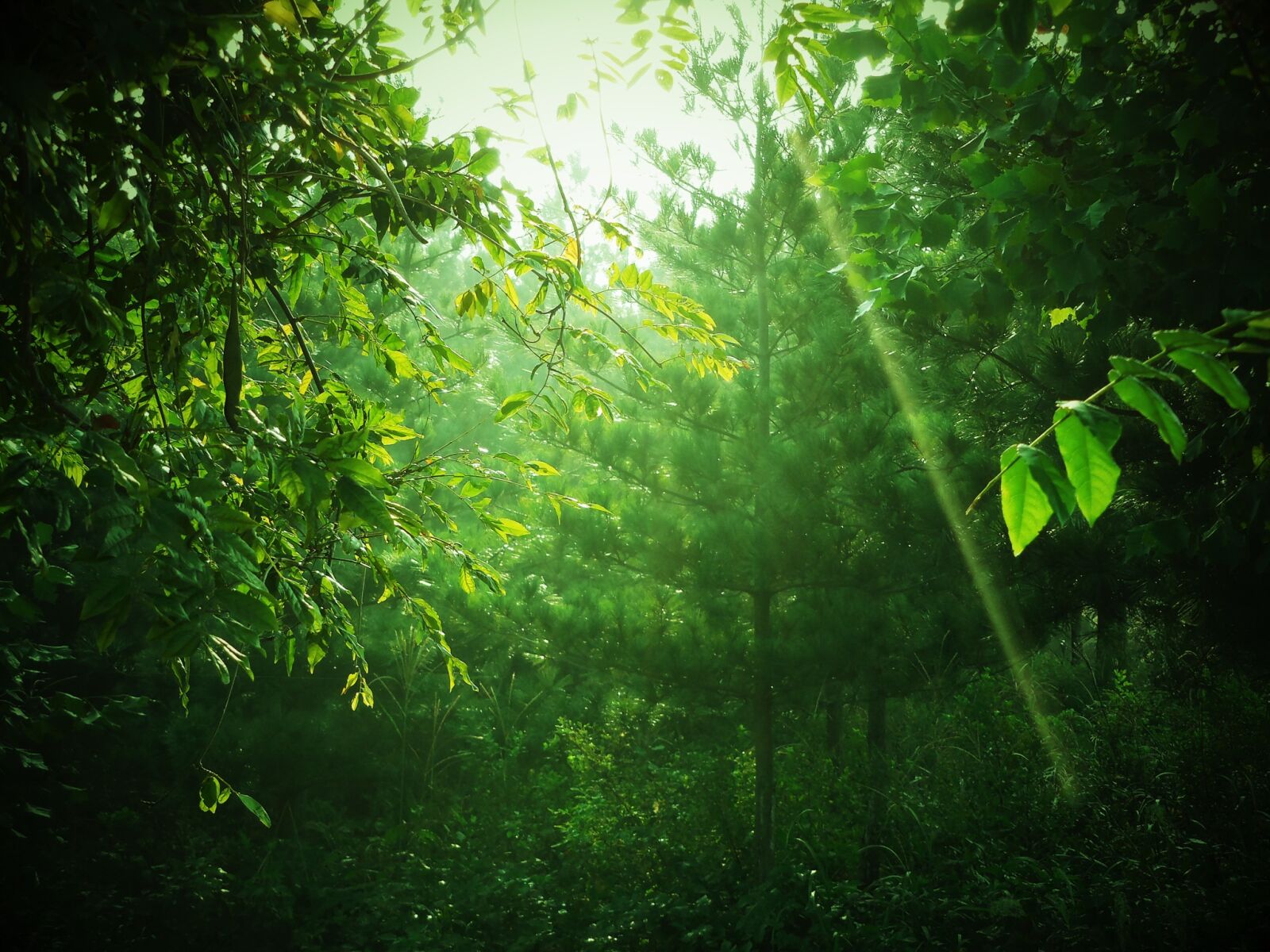 Nikon COOLPIX S6600 sample photo. Green, tree, mountain photography