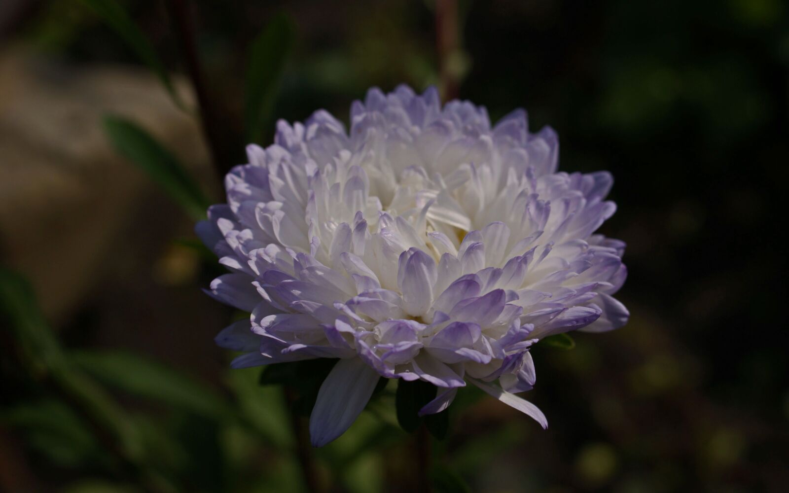 Sony Alpha DSLR-A350 sample photo. Flora, fauna, macro photography