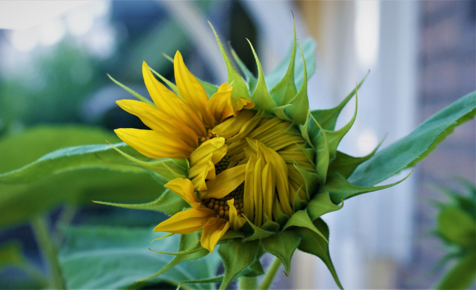 Sony Alpha DSLR-A350 sample photo. Sunflower, open, growth photography