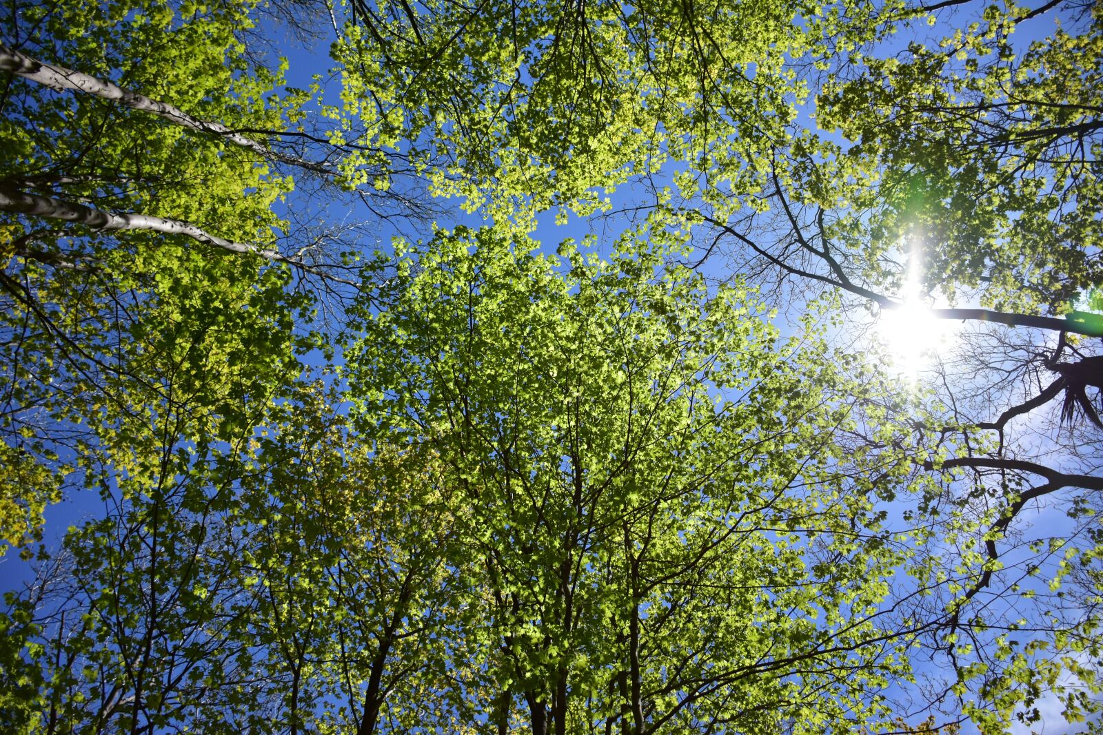 Nikon D7200 sample photo. Trees, sunshine, light photography