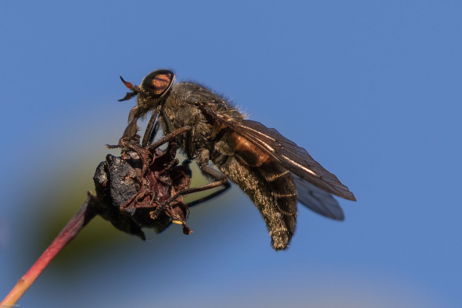 Canon EOS 7D Mark II sample photo. Fly, insect, macro photography