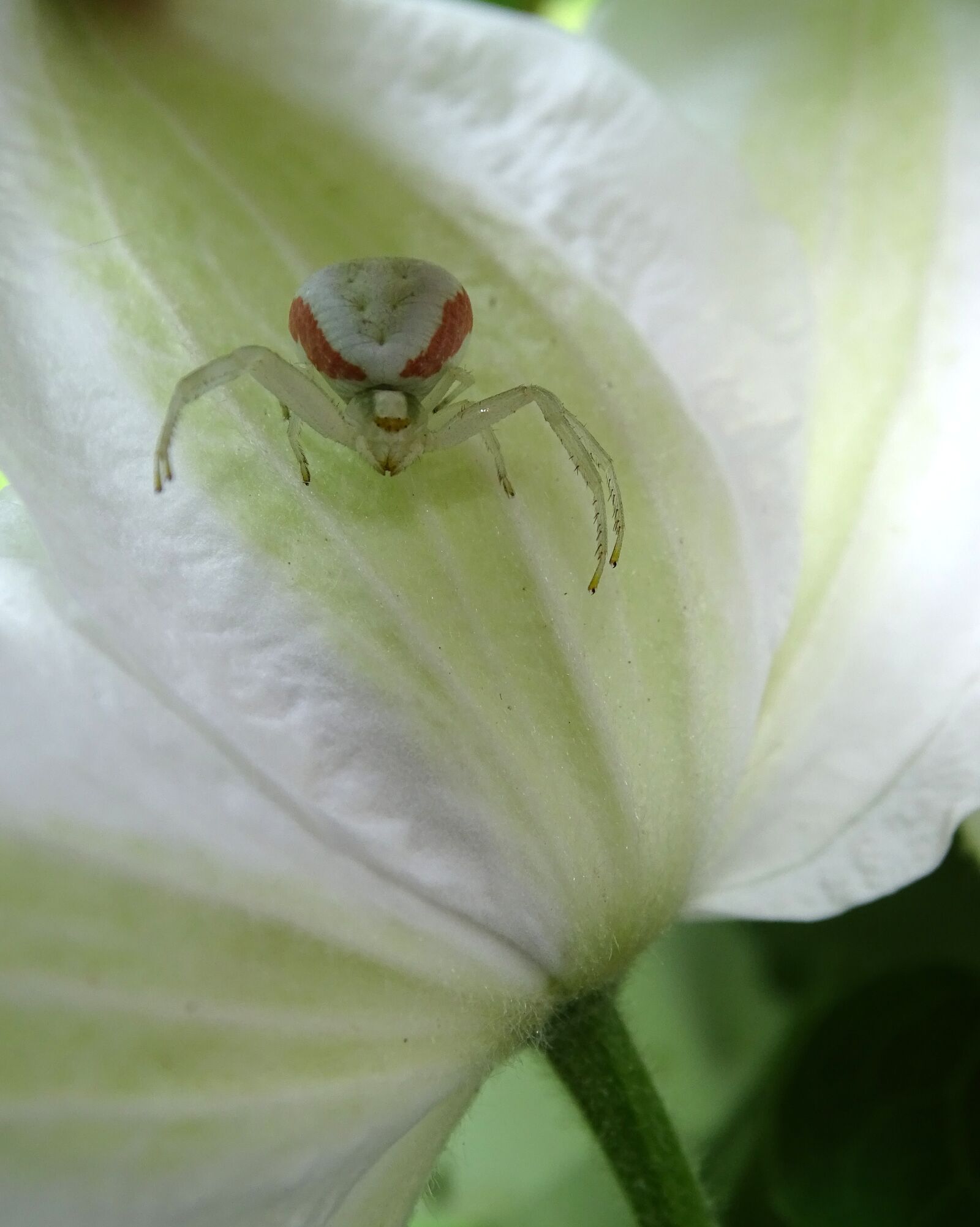 Sony Cyber-shot DSC-HX400V sample photo. Dorsata, adjustment, spider photography
