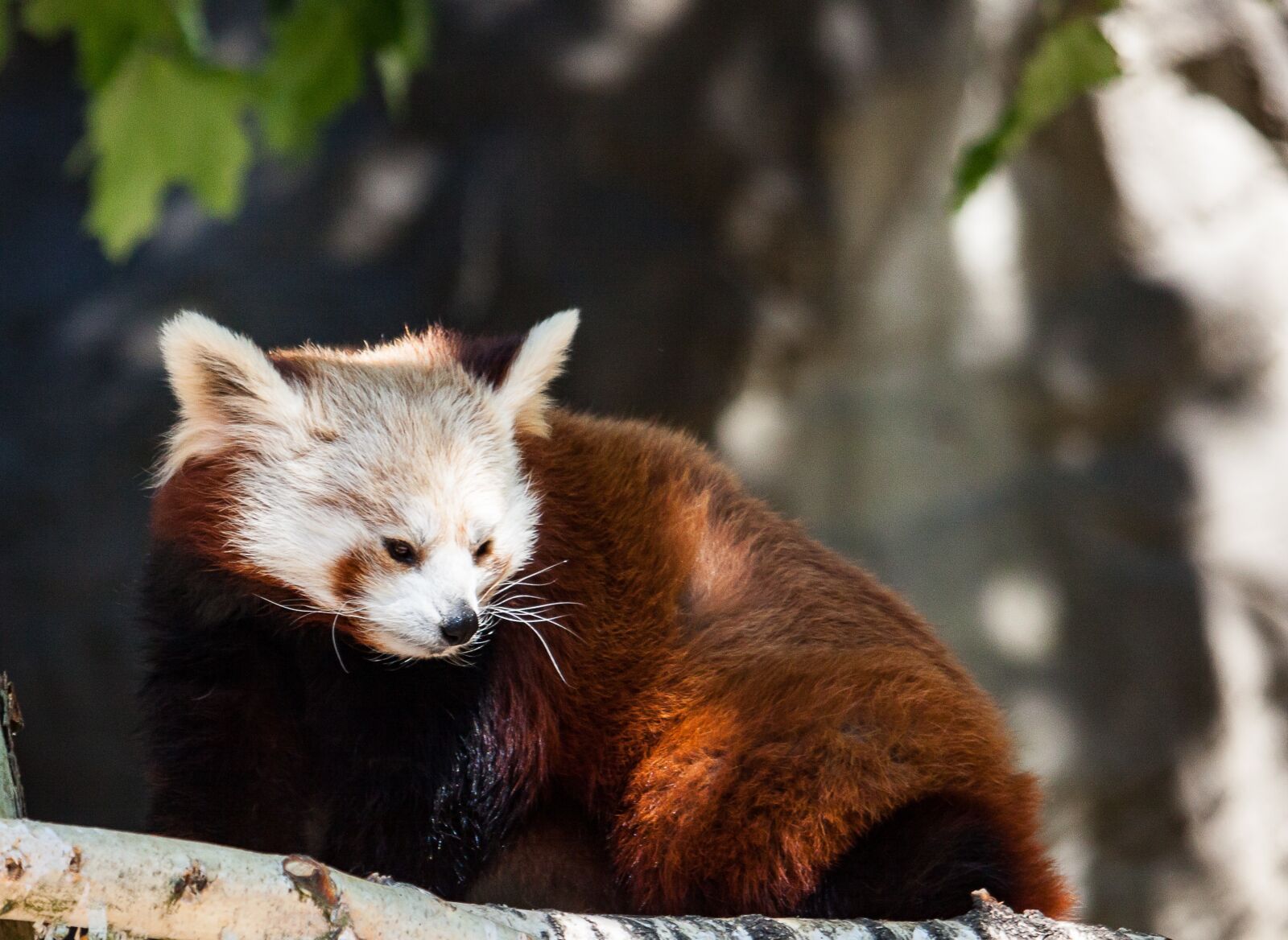 Canon EOS 50D sample photo. Panda, red panda bear photography