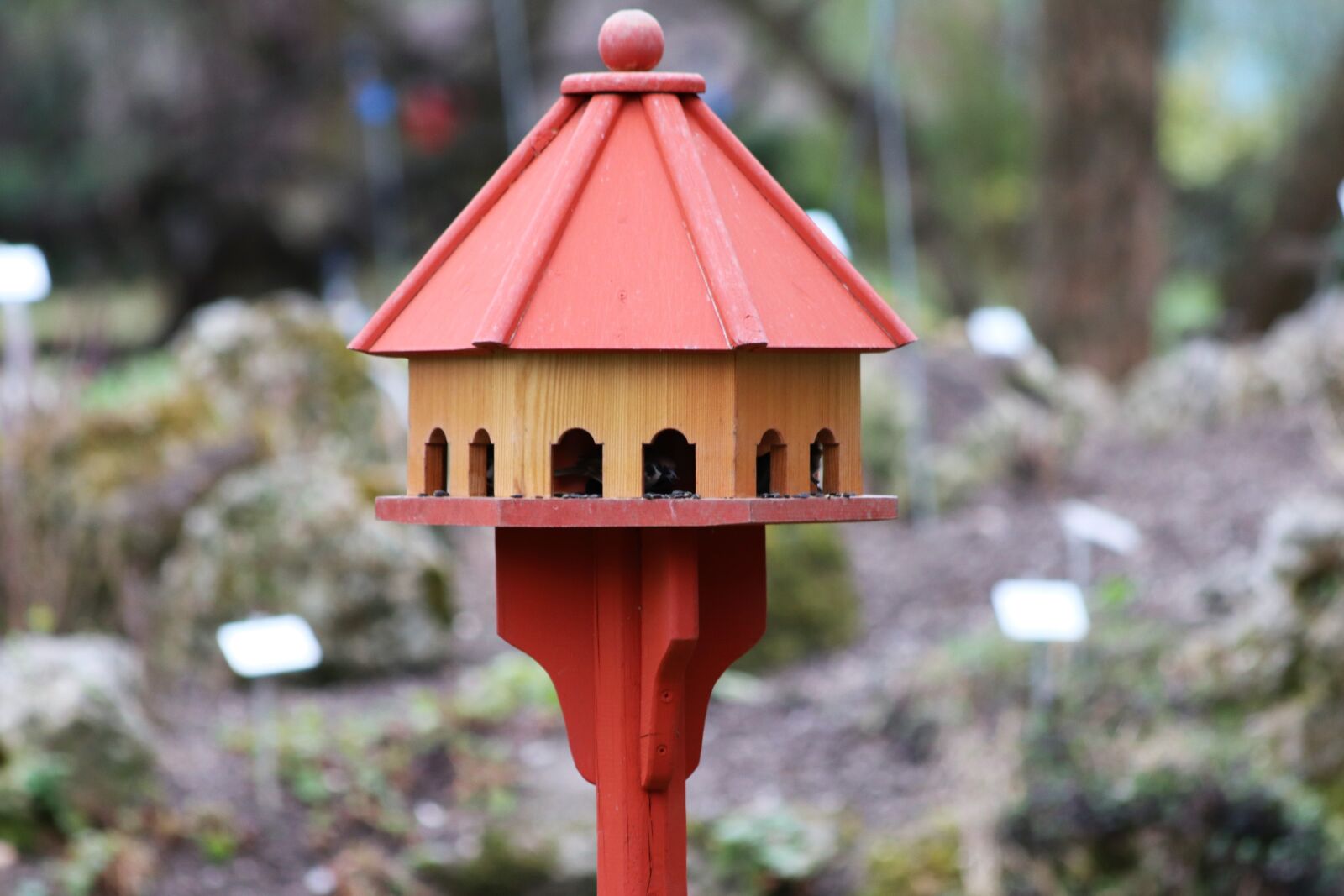 Canon EOS 200D (EOS Rebel SL2 / EOS Kiss X9) sample photo. Birds house, feeding, garden photography