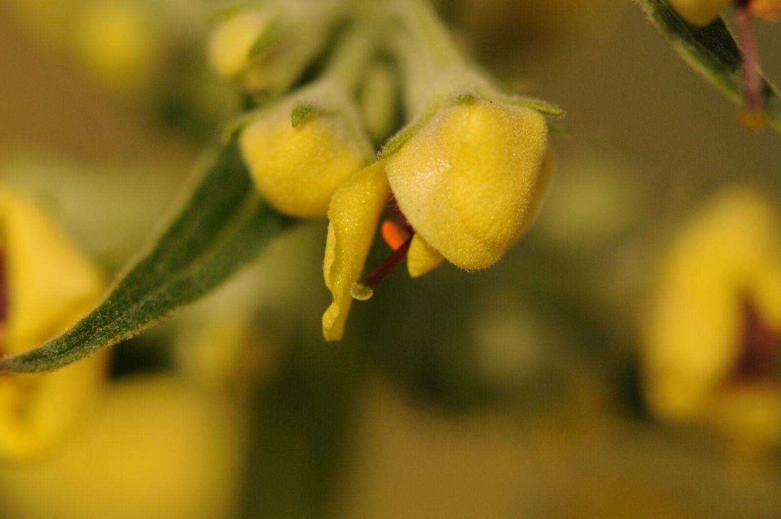 Nikon D300 sample photo. Flower, yellow, summer photography