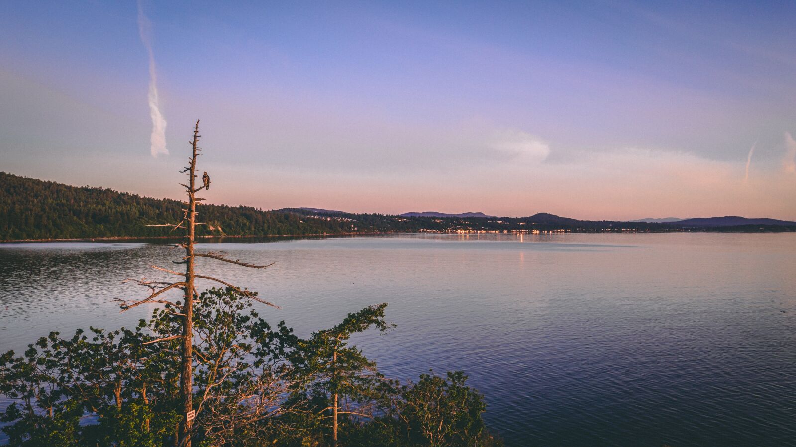Hasselblad L1D-20c sample photo. Eagle, sunrise, nature photography