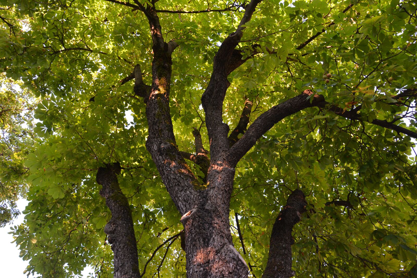Nikon D7100 sample photo. Sunlight, tree, shadow photography
