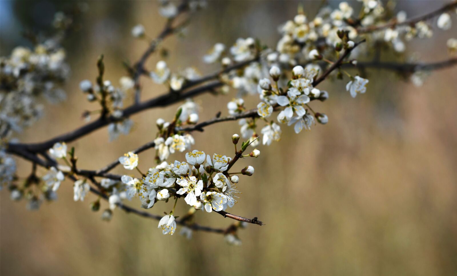 Nikon D7200 sample photo. Flowers, spring, apple blossom photography