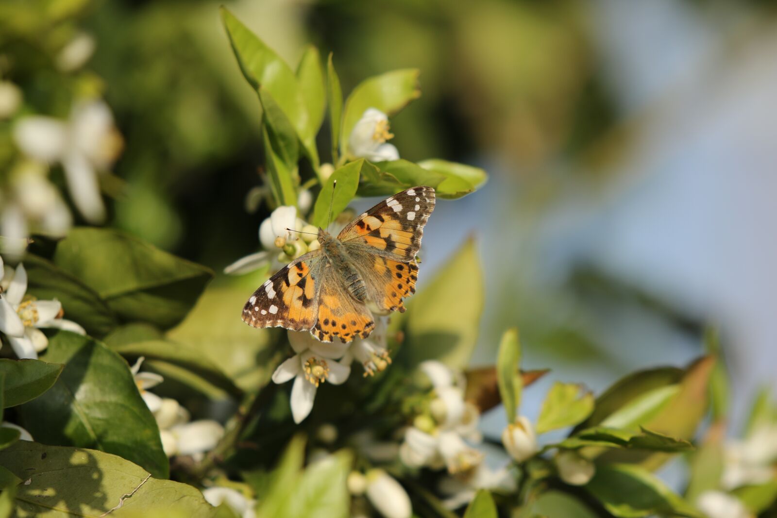 Canon EOS 7D Mark II sample photo. Butterfly, insect, vanessa photography