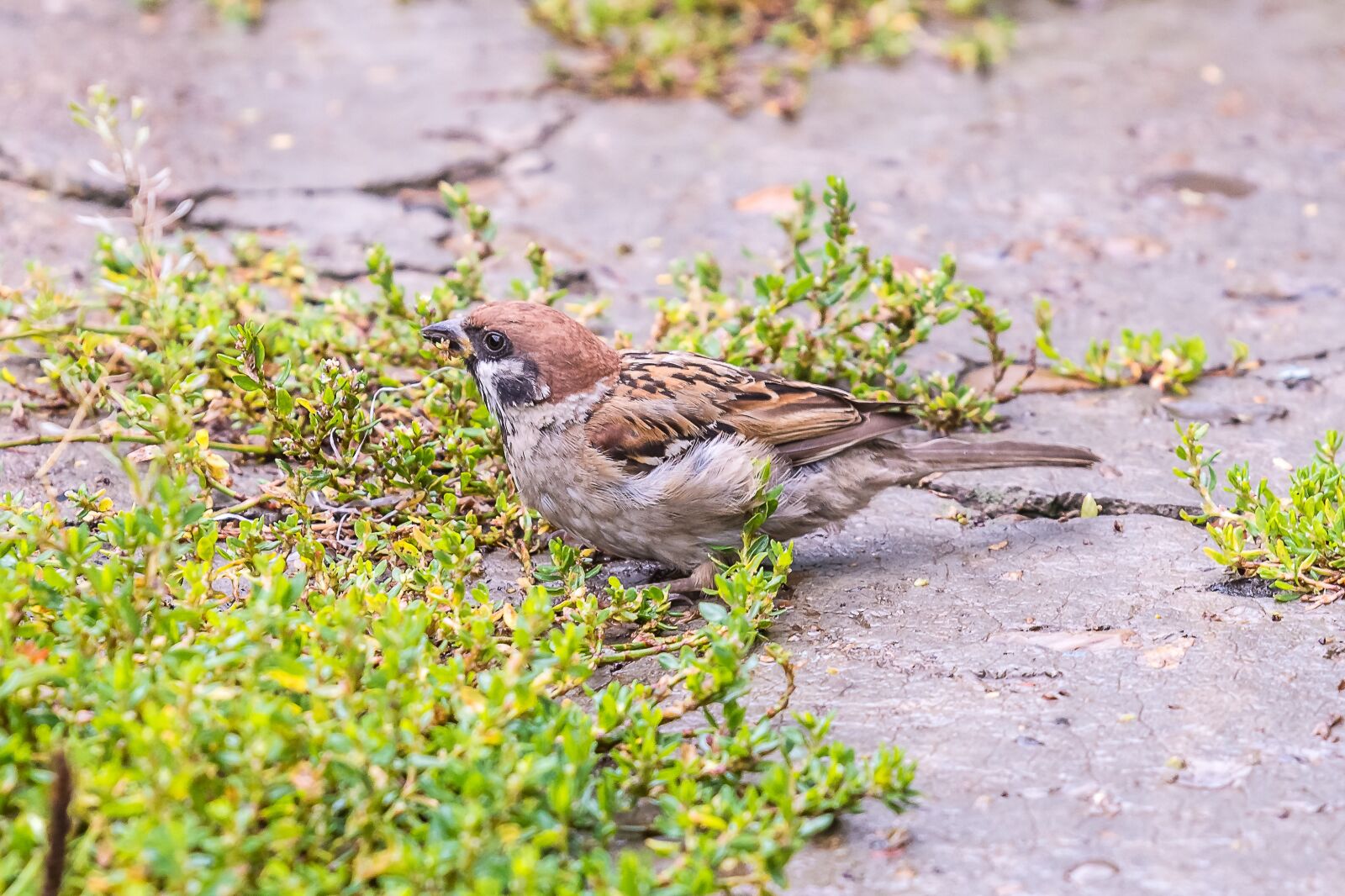 Nikon D7200 sample photo. Birds, sparrow, plumage photography