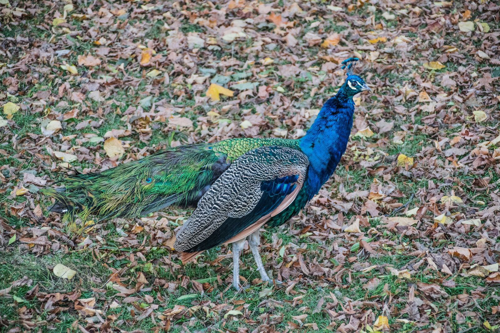 Nikon D5300 sample photo. Peacock, colors, feather photography