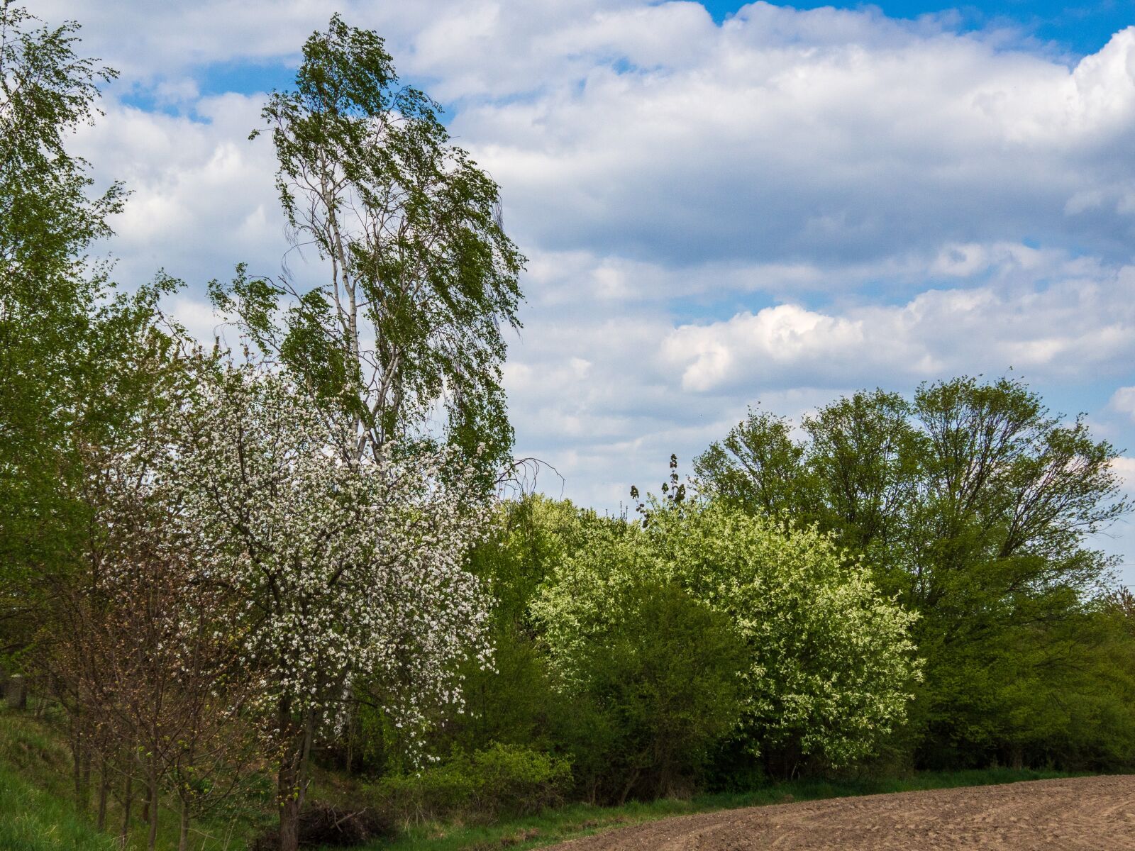 Olympus OM-D E-M10 III sample photo. Trees, flowering, flowers photography