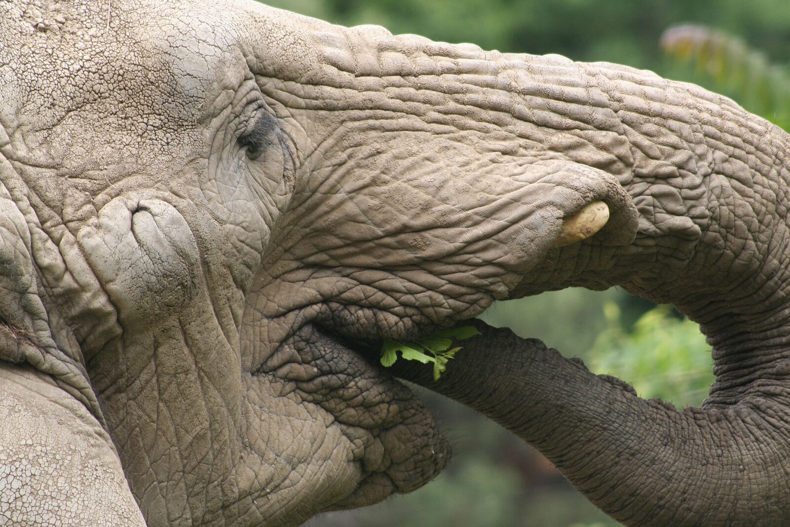 Canon EOS 350D (EOS Digital Rebel XT / EOS Kiss Digital N) sample photo. Elephant, eating, africa photography